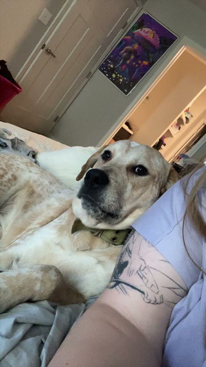48 Weird Pets That Got Absolutely Roasted Online And Deserved Every Word