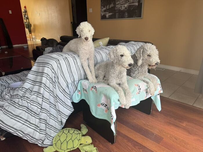 48 Weird Pets That Got Absolutely Roasted Online And Deserved Every Word