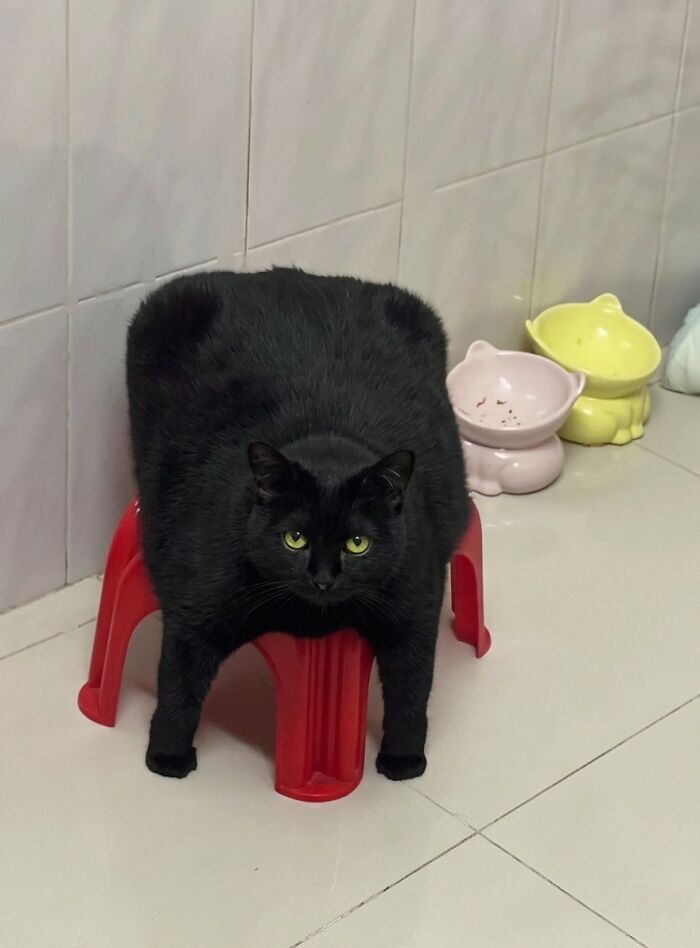 These Important Animal Pics Are Here To Make Your Day A Little Better (37 New Pics)