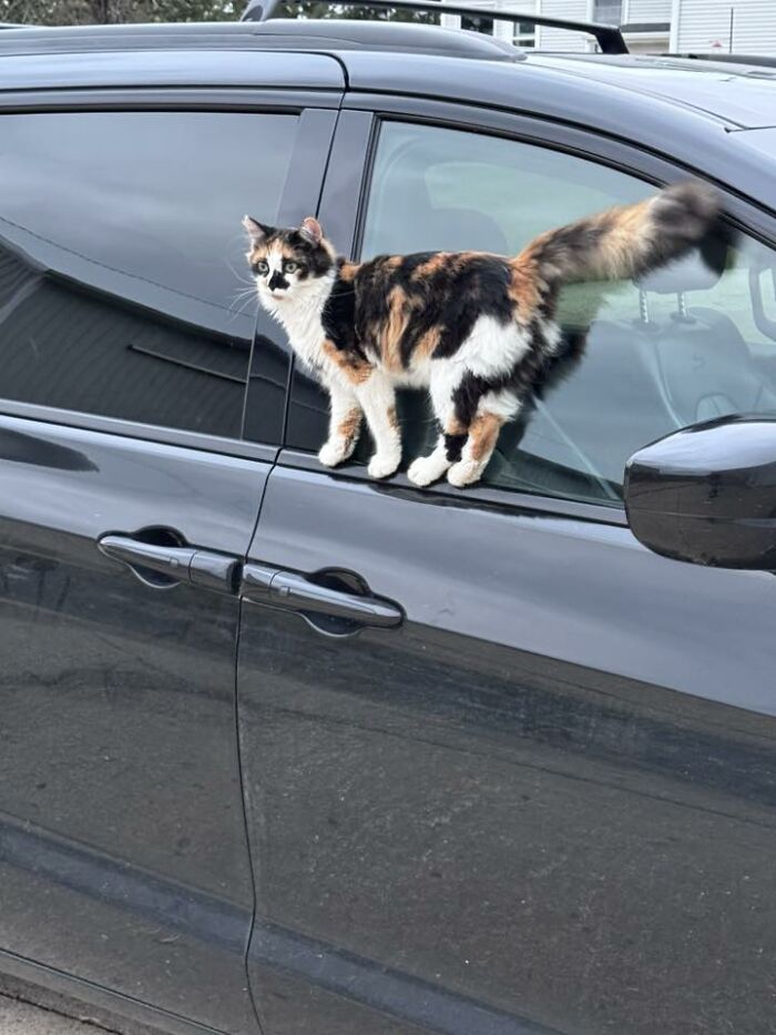 48 Weird Pets That Got Absolutely Roasted Online And Deserved Every Word