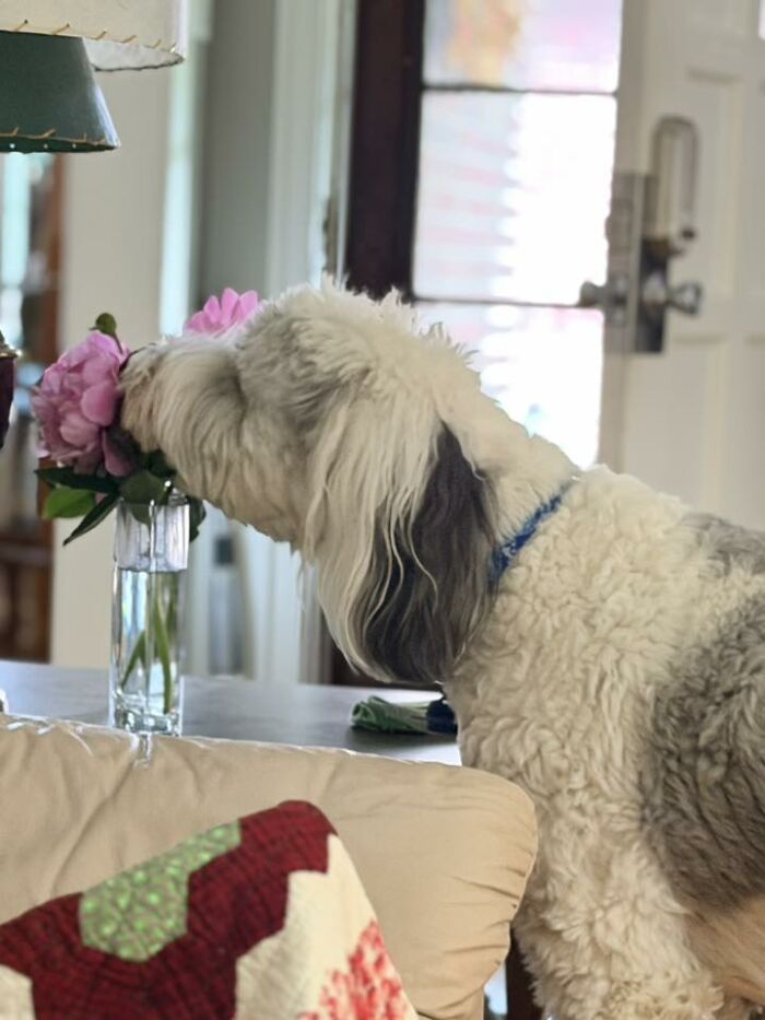 Fluffy dog sniffing pink flowers in a vase on a table indoors