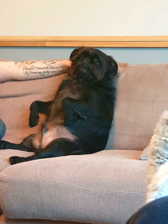48 Weird Pets That Got Absolutely Roasted Online And Deserved Every Word