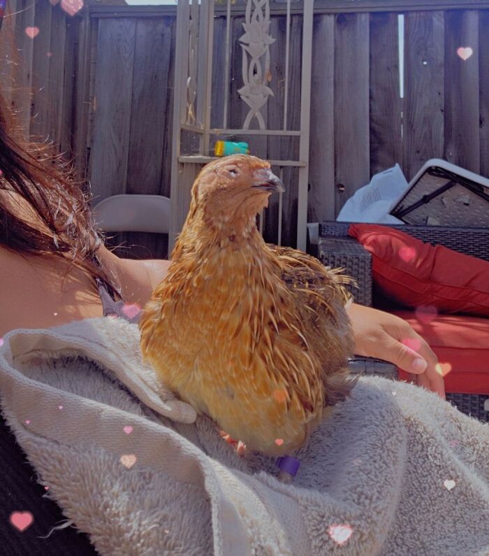 48 Weird Pets That Got Absolutely Roasted Online And Deserved Every Word