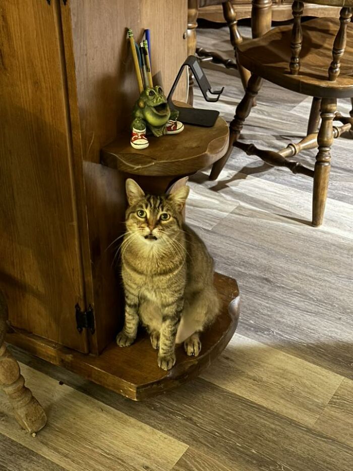 48 Weird Pets That Got Absolutely Roasted Online And Deserved Every Word