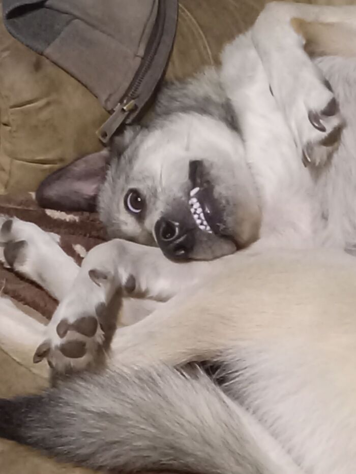 48 Weird Pets That Got Absolutely Roasted Online And Deserved Every Word
