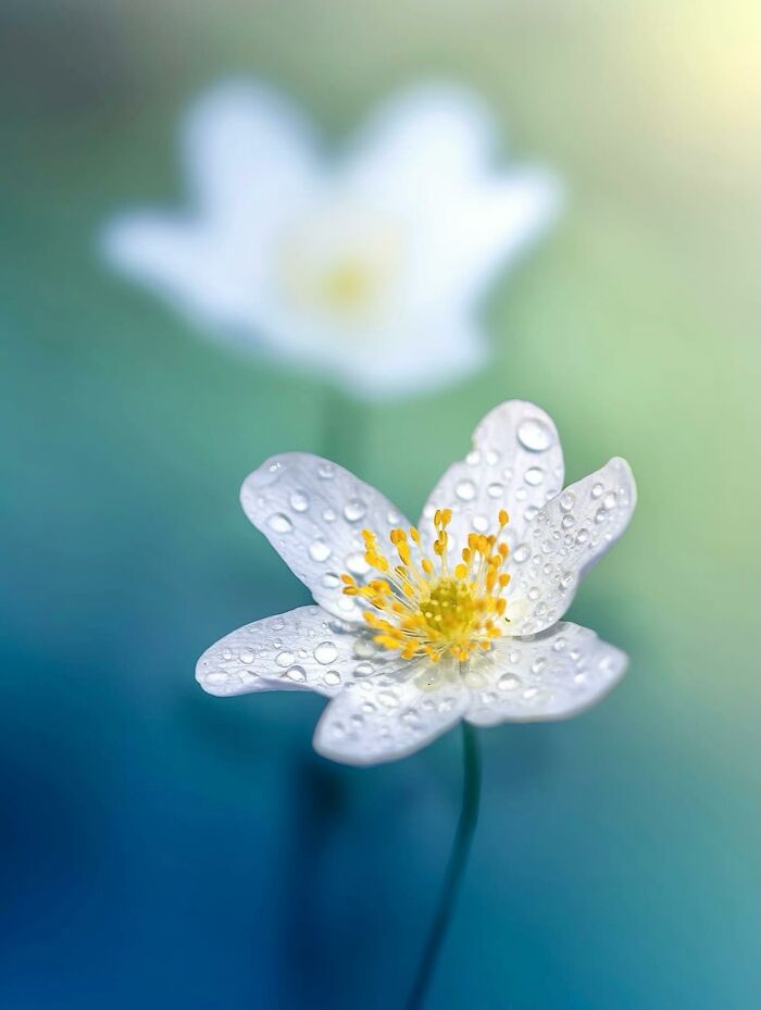 55 Fascinating Macro Photos Shared By This Page That Reveal Tiny Worlds Up Close