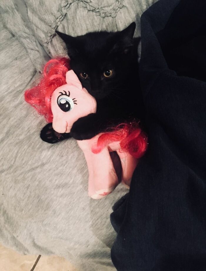 40 Chaotic, Hilarious, And Ridiculously Cute Cat Photos To Help You De-Stress