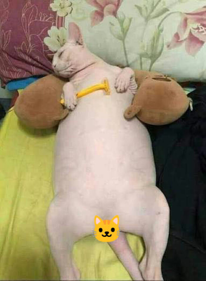48 Weird Pets That Got Absolutely Roasted Online And Deserved Every Word