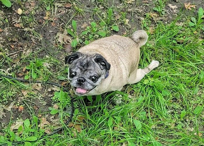 48 Weird Pets That Got Absolutely Roasted Online And Deserved Every Word