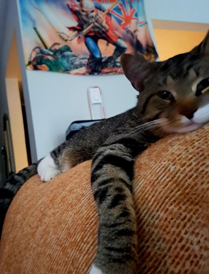 48 Weird Pets That Got Absolutely Roasted Online And Deserved Every Word