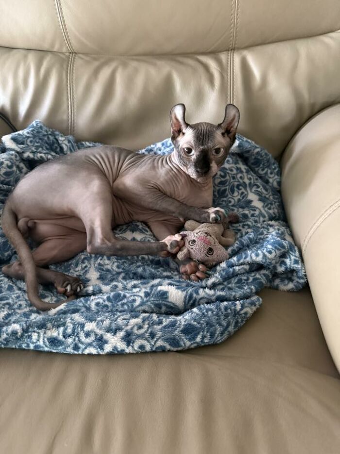 48 Weird Pets That Got Absolutely Roasted Online And Deserved Every Word