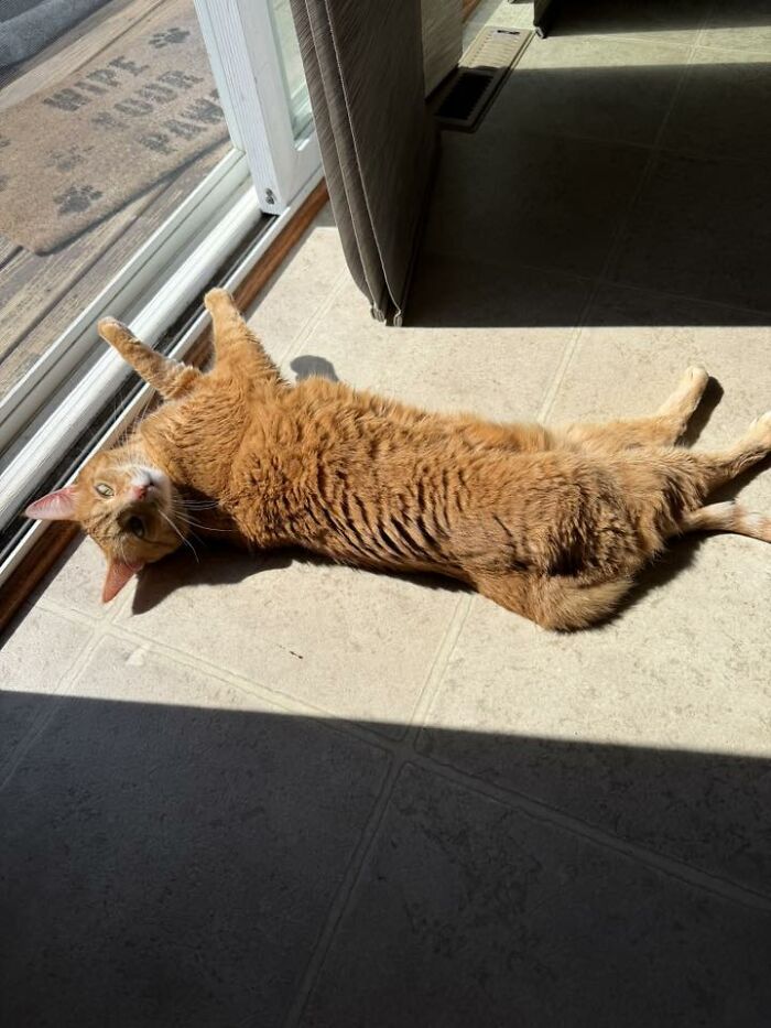 48 Weird Pets That Got Absolutely Roasted Online And Deserved Every Word