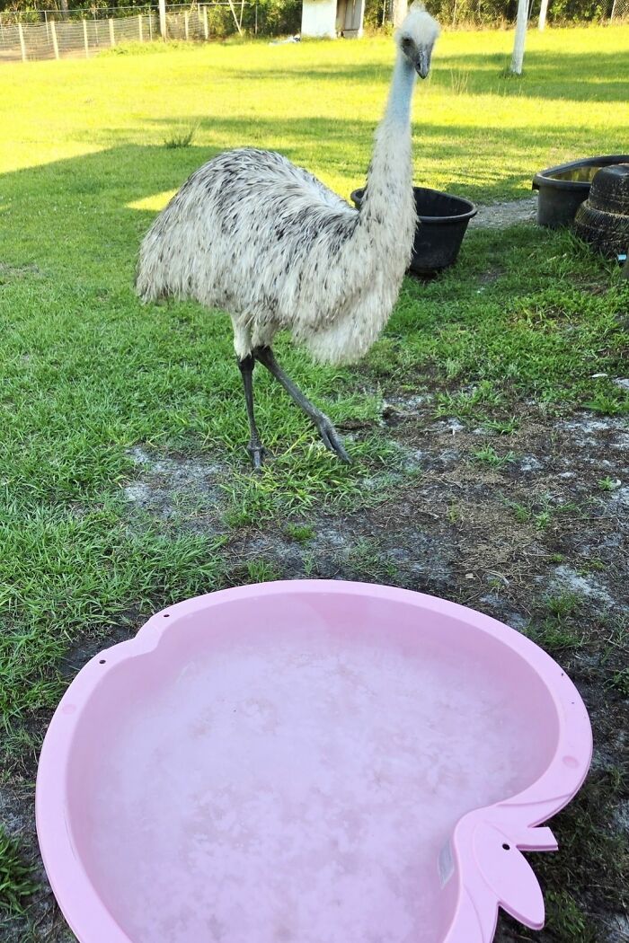 48 Weird Pets That Got Absolutely Roasted Online And Deserved Every Word