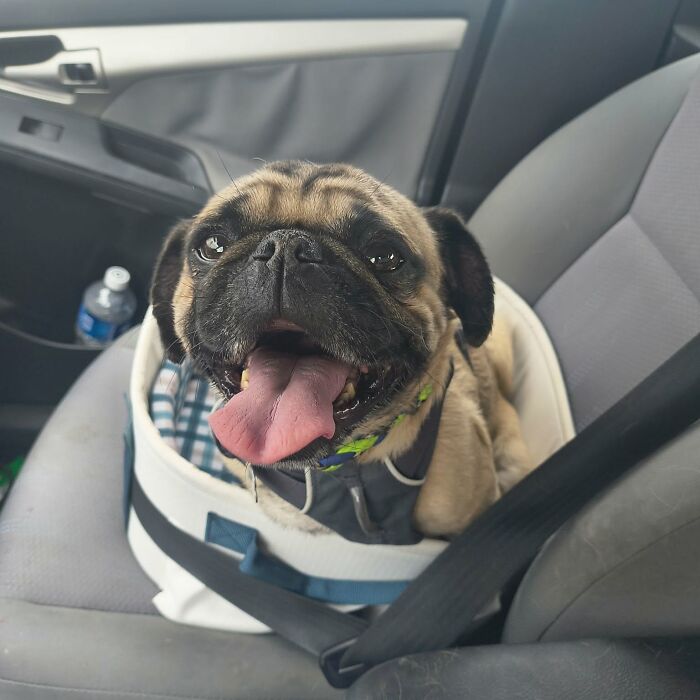 48 Weird Pets That Got Absolutely Roasted Online And Deserved Every Word