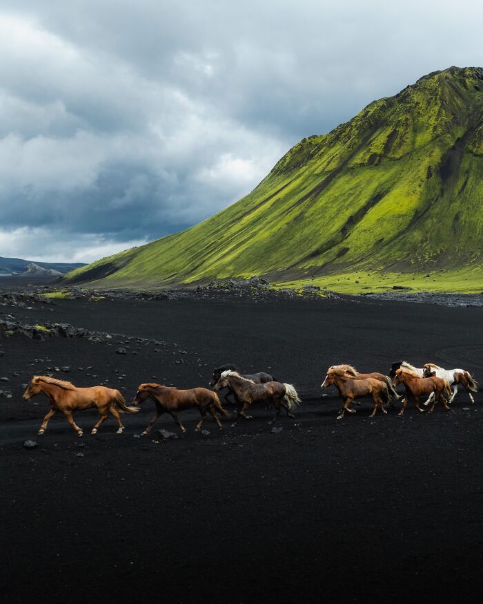 This Photographer Captures Iceland’s Domestic And Wild Animals In Their Natural Beauty (41 Pics)