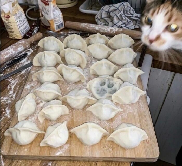 40 Chaotic, Hilarious, And Ridiculously Cute Cat Photos To Help You De-Stress