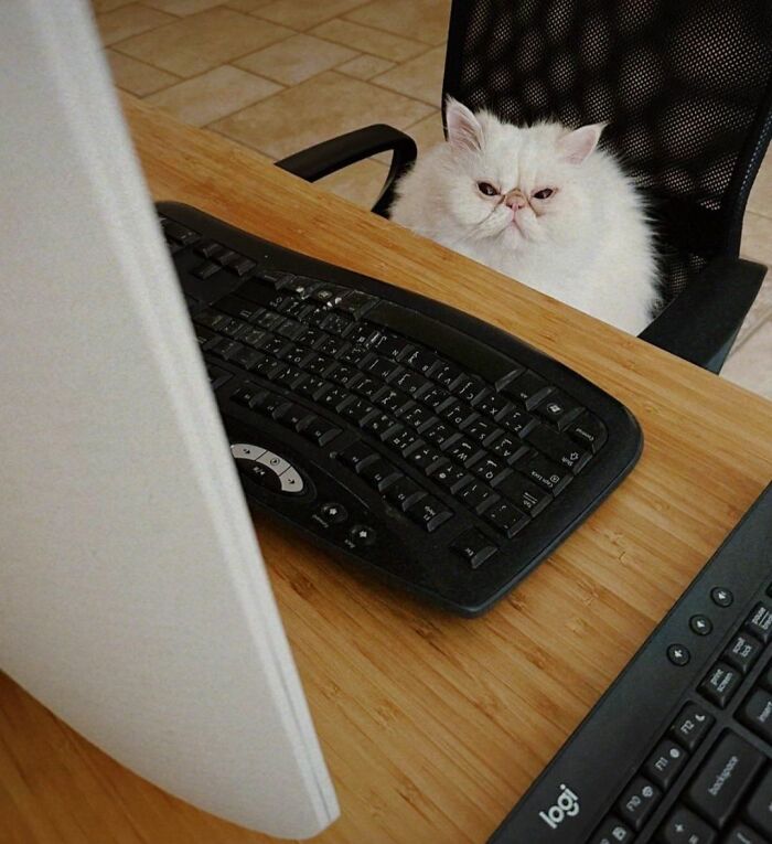 40 Chaotic, Hilarious, And Ridiculously Cute Cat Photos To Help You De-Stress