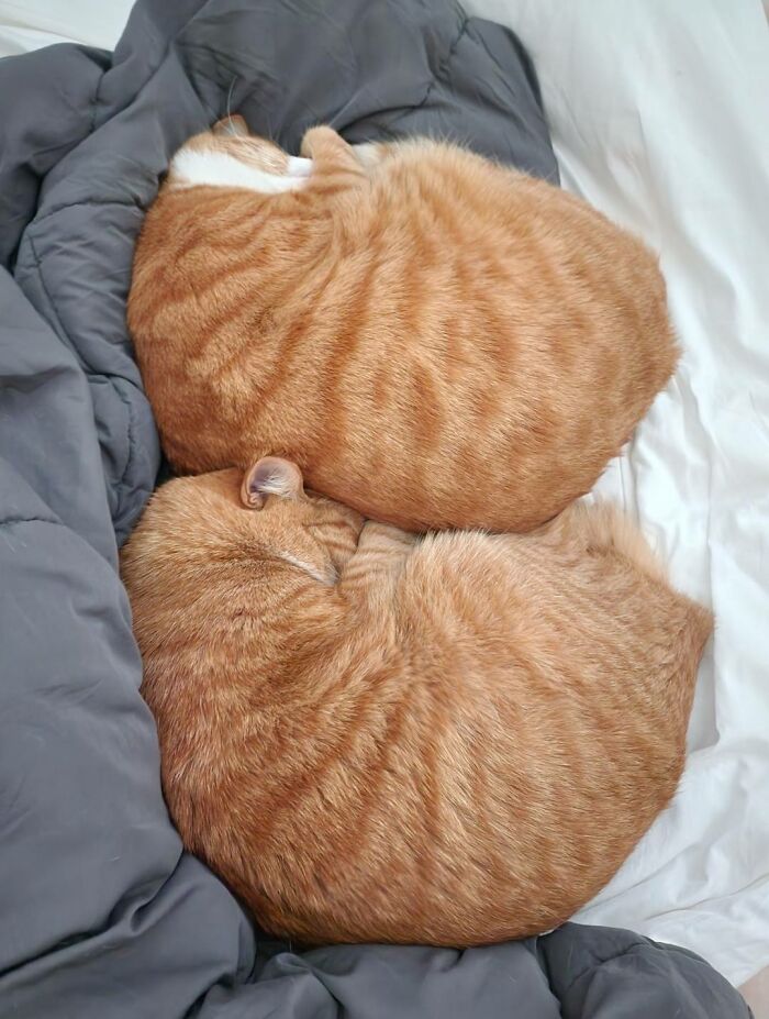 40 Chaotic, Hilarious, And Ridiculously Cute Cat Photos To Help You De-Stress