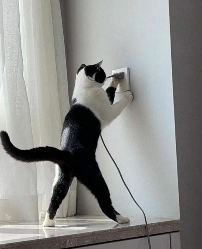 40 Chaotic, Hilarious, And Ridiculously Cute Cat Photos To Help You De-Stress
