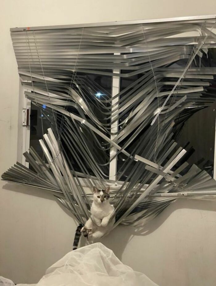 40 Chaotic, Hilarious, And Ridiculously Cute Cat Photos To Help You De-Stress