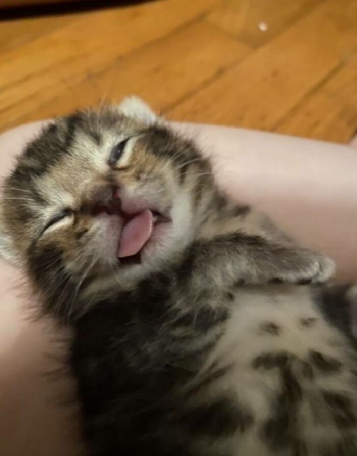 40 Chaotic, Hilarious, And Ridiculously Cute Cat Photos To Help You De-Stress