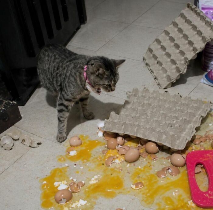 40 Chaotic, Hilarious, And Ridiculously Cute Cat Photos To Help You De-Stress