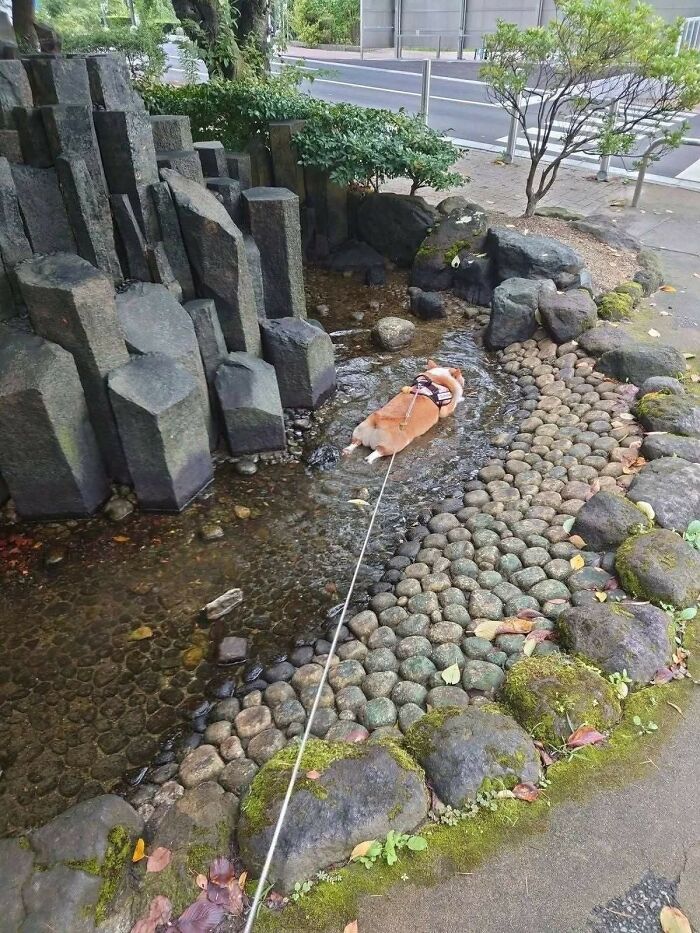 These Important Animal Pics Are Here To Make Your Day A Little Better (37 New Pics)