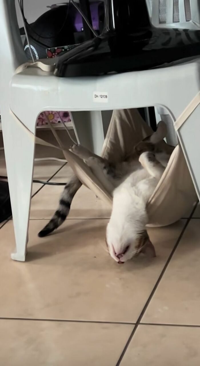 40 Chaotic, Hilarious, And Ridiculously Cute Cat Photos To Help You De-Stress