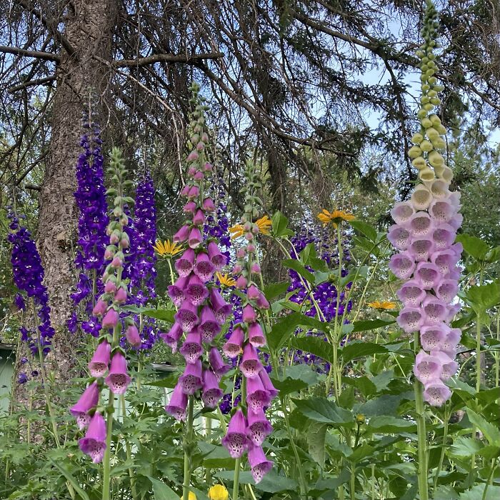 Colorful foxglove flowers blooming in a garden with tall trees in the background