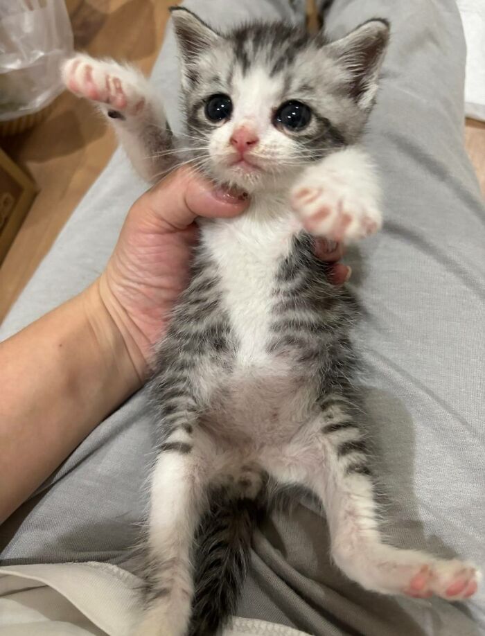 40 Chaotic, Hilarious, And Ridiculously Cute Cat Photos To Help You De-Stress