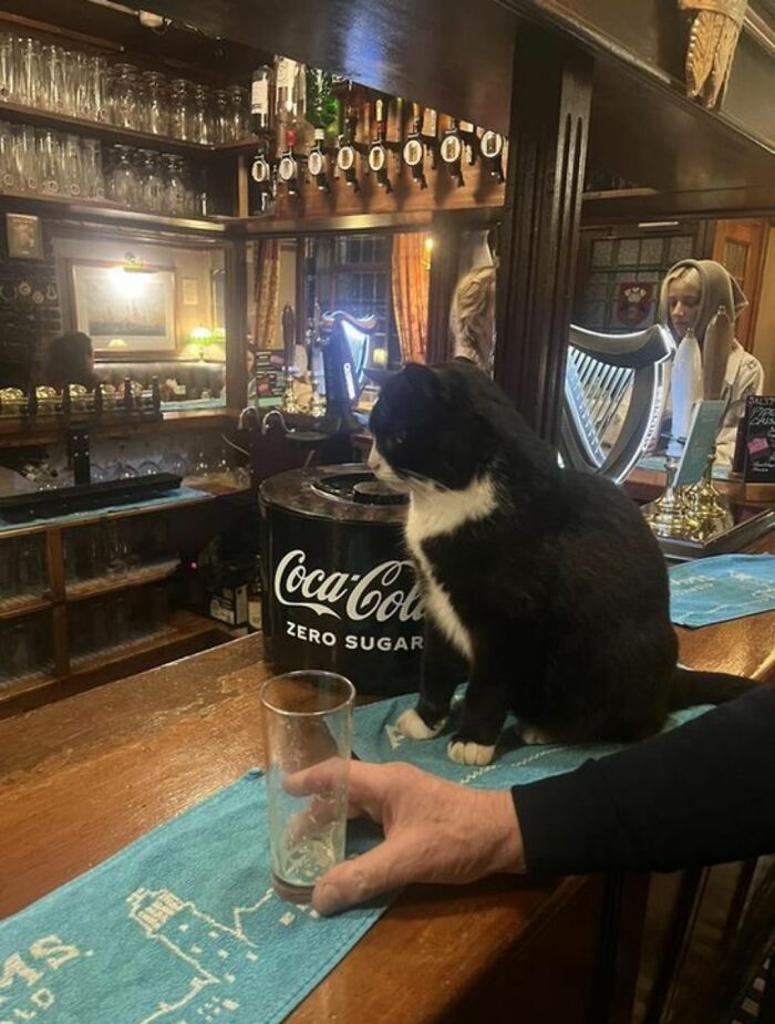 40 Chaotic, Hilarious, And Ridiculously Cute Cat Photos To Help You De-Stress