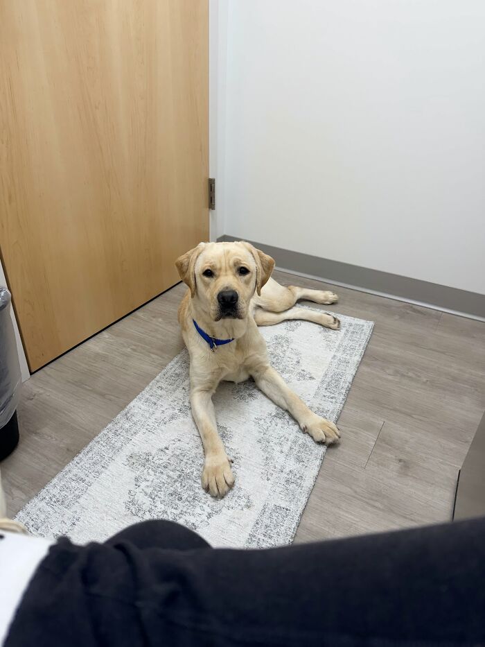 Labrador dog laying on a rug inside a room with wooden door