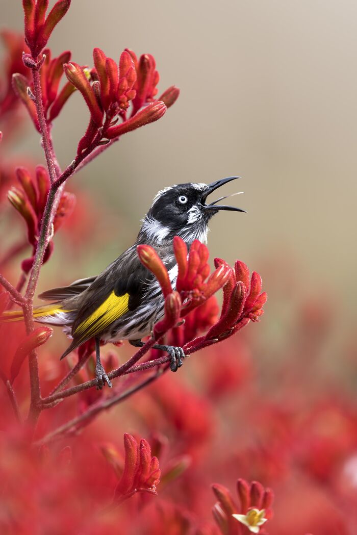 Yellow and black bird perched on red flowers singing