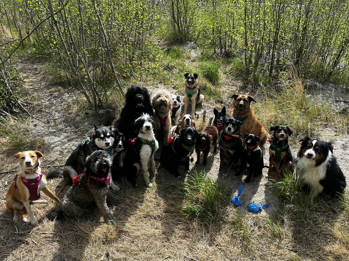 Group of dogs sitting together outdoors in a natural setting
