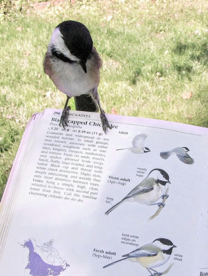 A Black-capped Chickadee perched on an open bird guide, looking at its own image. A wholesome meme.