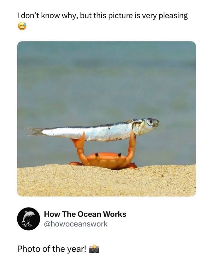 Crab lifting fish on the beach with ocean background
