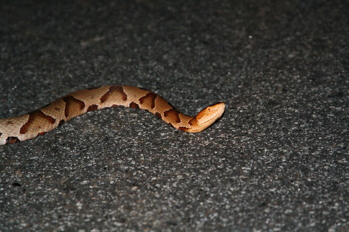 Copperhead snake slithering on dark asphalt road at night