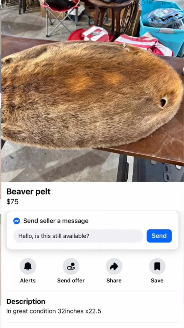 Beaver pelt resting on a table listed for sale in Appalachian Mountain towns FB Marketplace