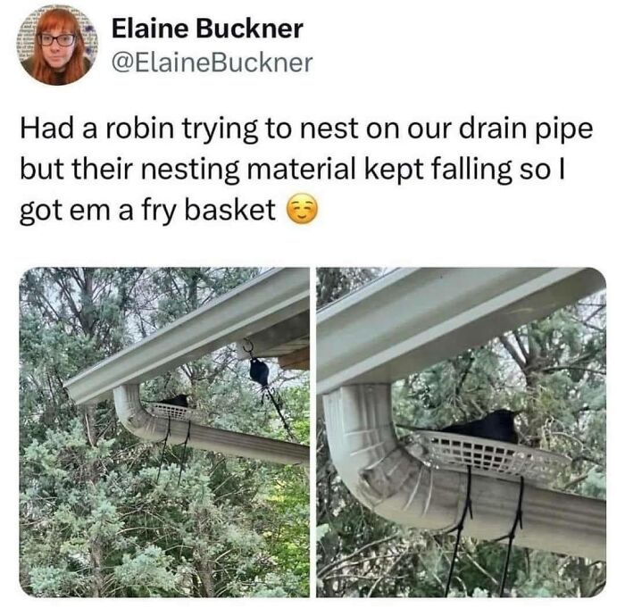 A wholesome meme: A tweet by Elaine Buckner showing a bird nesting in a fry basket attached to a drainpipe.