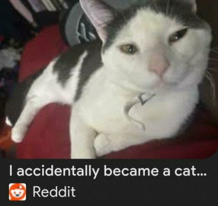 A white and grey cat with a collar looking at the camera. This funny image relates to premature truncation.