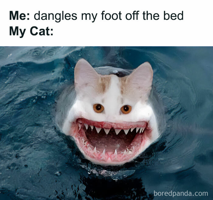 Surreal cat and shark meme with caption about cat reacting to foot dangling