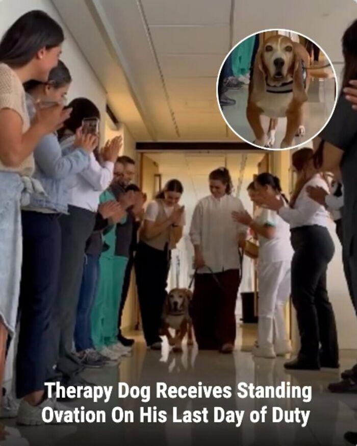 These Rescue Animal Stories From This Facebook Page Are Breaking Hearts And Restoring Faith In Humanity (31 Stories)