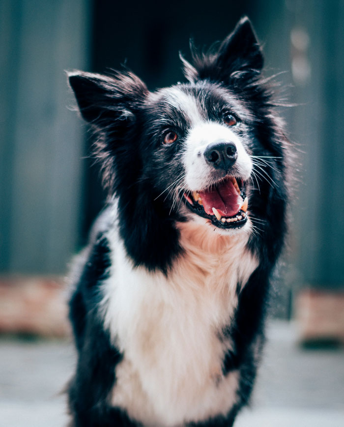 Black and white dog looking up with happy expression glitch in the matrix pet