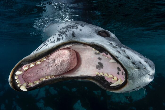 20 Stunning Animal Photos From Life Framer’s 2026 Animal Kingdom Competition
