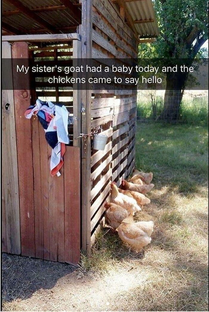 Chickens line up outside a wooden shed, captioned, My sister's goat had a baby today and the chickens came to say hello. Wholesome memes.