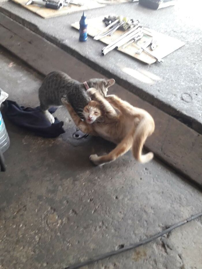 These Important Animal Pics Are Here To Make Your Day A Little Better (37 New Pics)