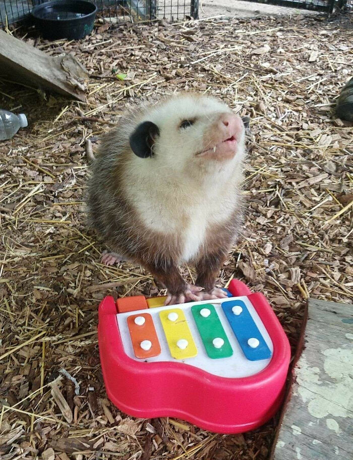 These Important Animal Pics Are Here To Make Your Day A Little Better (37 New Pics)