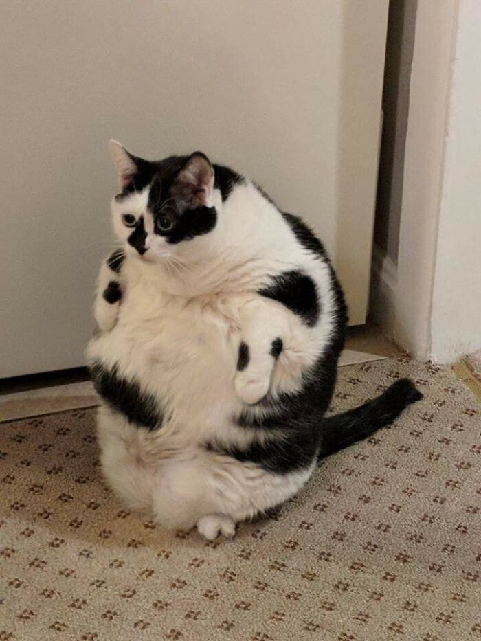 These Important Animal Pics Are Here To Make Your Day A Little Better (37 New Pics)