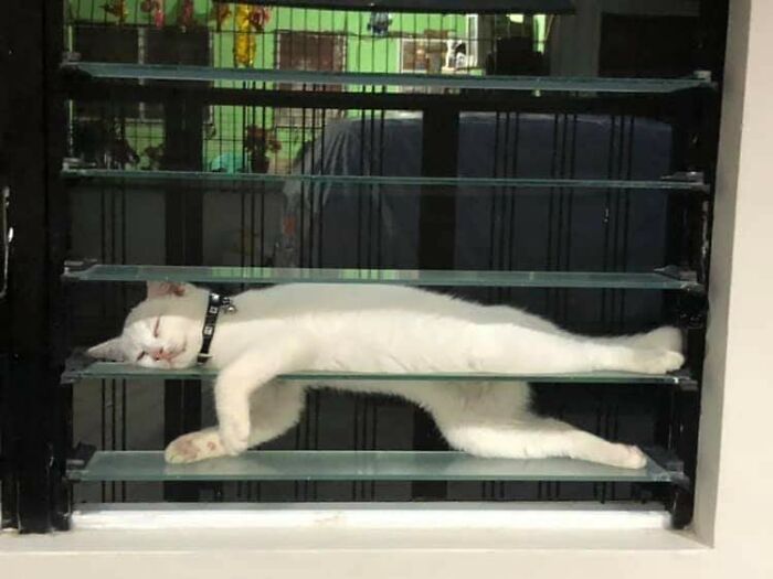 These Important Animal Pics Are Here To Make Your Day A Little Better (37 New Pics)