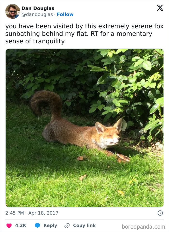 Serene fox sunbathing on green grass near bushes by a flat